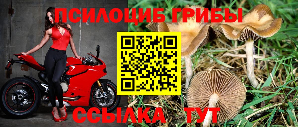 Галлюциногенные грибы Psilocybe Гурьевск